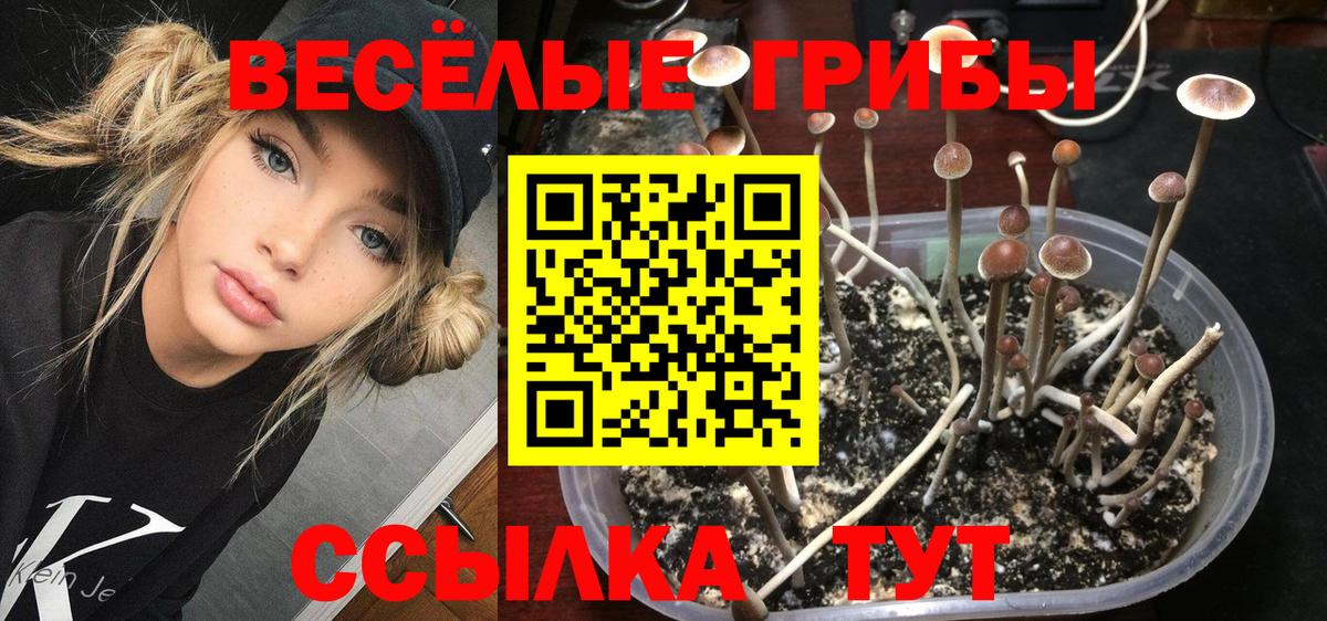 Галлюциногенные грибы Psilocybe Чапаевск